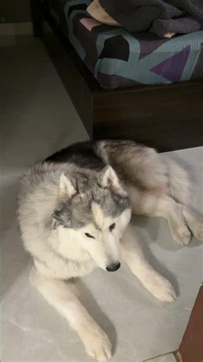 Kya karu comment me btaye 😋 #funnydog #funny #trendingreels #husky #funnypets #memes #fyp