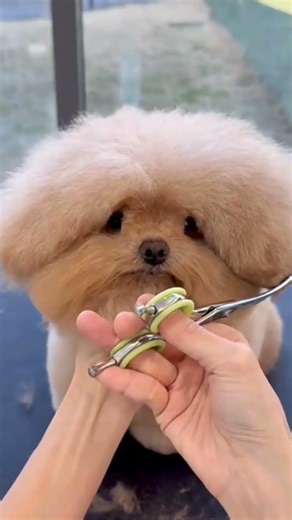 A cutest haircut day 🐶✨ #dog #cute #haircut #dogcare #sweet