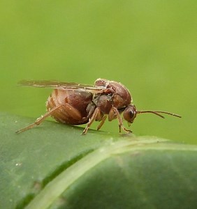 Andricus kollari - Alchetron, The Free Social Encyclopedia