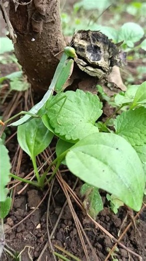 can u see the praying mantis?