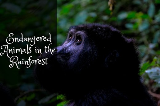 Endangered Animals in the Rainforest