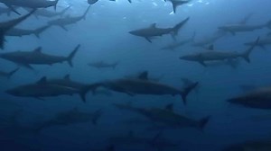 This is how sharks actually sleep in the ocean