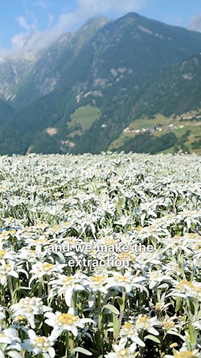 Flower power in hair care: ALPAFLOR® EDELWEISS CB Fabrice Guillemard, our Global Marketing Manager for Hair Care, shares his favorite hair care ingredient, ALPAFLOR® EDELWEISS CB. This flower extract comes from Leontopodium alpinum ‘Helvetia’ that grows at an altitude of 1000m to 1500m in the Alps. Besides providing sustainable haircare, we have a fair-trade agreement with the local farmers growing this flower. ALPAFLOR® EDELWEISS CB is effective against hair loss, increasing hair density by 13%