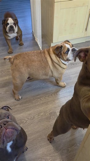 Understanding English Bulldogs: A Comprehensive Guide