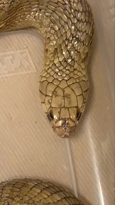 17K views · 1.2K reactions | A few African elapids! Coral cobra, Egyptian cobra, and zebra spitting cobra! #african #elapids #cobra #naja #venomoussnakes #snakes | Mark’s Reptiles | Facebook