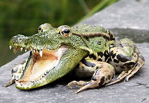 How to Combine a Crocodile and a Frog in Photoshop | Envato Tuts