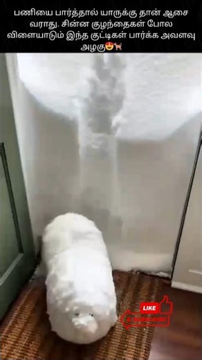 Cute Dogs play in snow ❄️😍 #shortsfeed #funny #pets #funnyanimals #dog #petlover #dogshorts #snow
