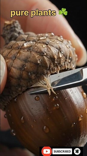 I Cut Open an Acorn Cap and THIS Happened 🌰🤯 #Shorts