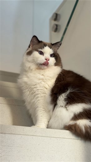 JOHN DOG on Instagram: "Zdarzyło Wam się tak kiedyś?🙄😂 Może to tylko jego wyraz twarzy… a może rzeczywiście Lucyfer chciałby nam już powiedzieć DO WIDZENIA! koty • funny cat video • śmieszne koty • domówka u znajomych • angry cat #cat #funnyfaces #funnycat #catmeme #catvideo"