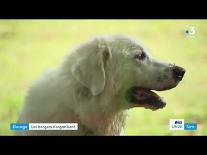 Des patous pour protéger les troupeaux des loups