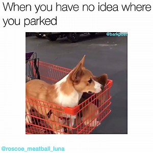 43K views · 2.6K reactions | Every. Single. Time. | BARK | Facebook