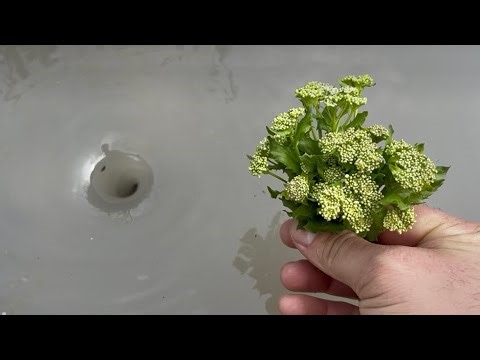 Satisfying Whirlpool Experiment!? Whirlpool Hole vs Various Flowers.