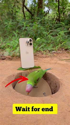 This Genius DIY Trap Catches a Parrot in Seconds! 😱