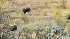 Bull moose chasing cow moose through a field during the rut