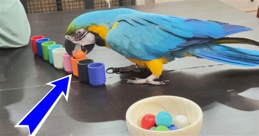 Clever parrot shows off intelligence with color-sorting game