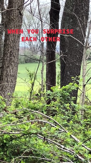 #blackstonecustomcalls #customcalls #fyp #turkey #turkeyseason