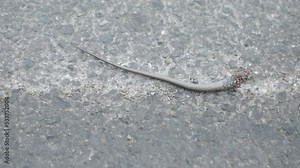 Lizard tail chopped off from the body and moving independent while suffering