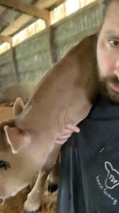 1.3M views · 28K reactions | She had a heifer. | TDF Honest Farming | Facebook