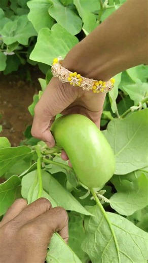 Basket Full of Brinjals 😍 | Today’s Heavy Harvest#shorts #harvesting
