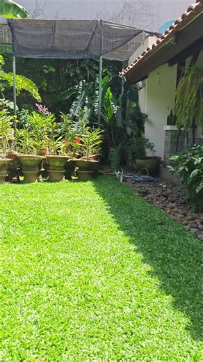 Spotty - Rescue Cat 🐈