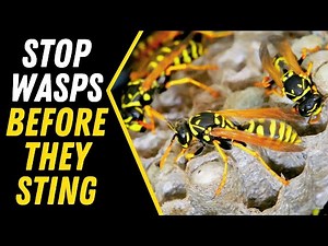 🐝 Effective Ways to Get Rid of Paper Wasps | Protect Your Home Today!