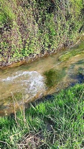 Gentle Stream Ripples in Spring Sunlight 🌿 Relaxing Water Sounds ASMR