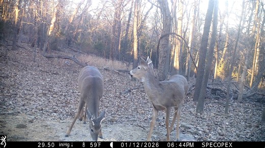 Grissom Wildlife Outdoors on Instagram: "A couple more Copperhead Ridge bobcats caught on the Browning Trail Cameras. I was working up the food plot, just scuffing the surface so I can frost seed. I love that old spring tooth harrow section. Several young bucks thinking they are tough. #browningtrailcams #WildlifeWonder #whitetailbucks #WhitetailBuck #wildlifeplanet #wildlife #whitetaildoes #whitetaildeer #bobcats"