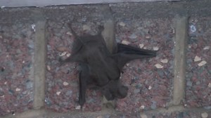 What to do if you find a bat in your home