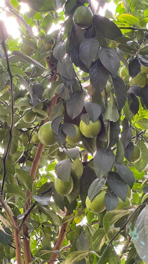 Lemons are getting closer. Shouldn't bee too much longer until we see yellow! . . #meyerlemon #lemon #organic #citrus #georgiagrowncitrus #farmingtofightcancer #sharpsburg #georgia #peachtreecity #newnan #senoia #fayetteville #cancerfighter | 180 Degree Farm