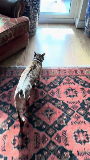 "Subtle hint 😹🐾 Bengal's dreaming of garden adventures, 💖 #BengalEscapeArtist #FelineFury #purr