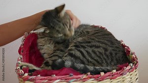 The owner's hand caresses the licking tabby cat.