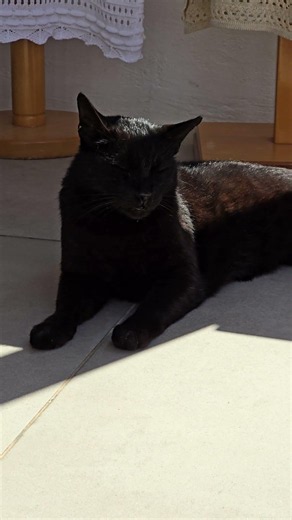 카리스마 넘치는 산토리니 #검은고양이 The charismatic #blackcat of #oia village on #santorini Island