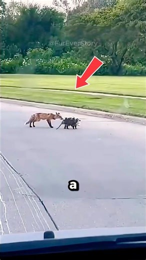 😰Would You Have Saved a Baby Opossum from a Fox Attack?
