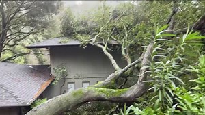 Tree Trimmers Provide Tips Ahead of Another Strong Bay Area Storm