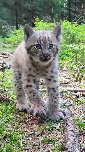 Adorable Eurasian lynx kitten in the forest in Slovakia 🐾 #ThisIsSlovakia Video: Jozef Antol #EurasianLynx #LynxKitten #Wildlife #Nature #ForestFriends #Adorable #Cute #WildlifePhotography #ExploreNature #AnimalLovers #viral #fyp #animalsoftiktok