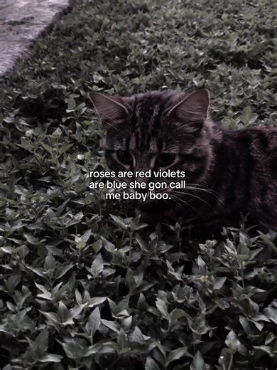 Exploring the 67 Mustang: A Classic Favorite