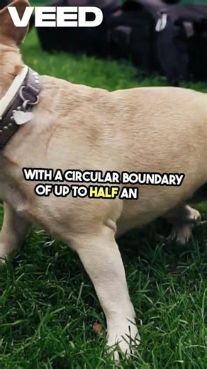 PetSafe Wireless Fence