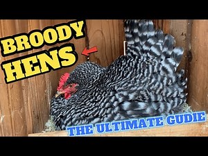 The Ultimate Guide to Broody Hens: Everything You Need to Know
