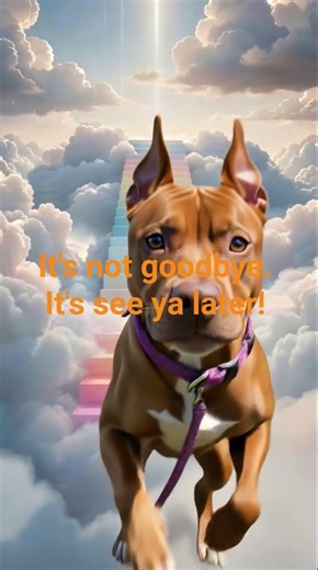 Pet Memorial Tribute Sample