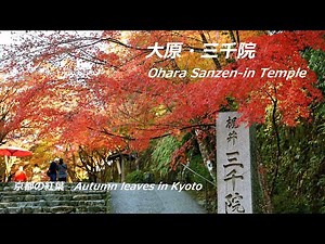【京都の紅葉】京都・三千院の紅葉（2023年11月22日 京都市左京区大原） Autumn leaves at Sanzen-in Temple in Kyoto