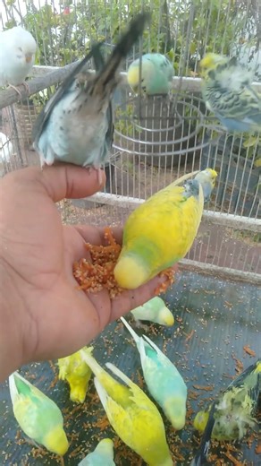 This Budgie Mutation Looks Unreal 😳✨