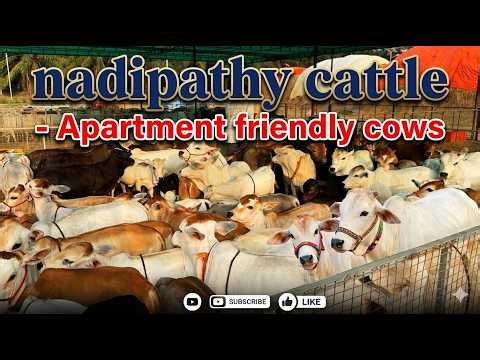 Nadipathy Pet Cows | Nadipathy Cattle | Apartment Friendly Cows | 01-02 Feet Cows | NadipathyVillage