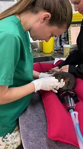 495K views · 5.8K reactions | Sadly, we regularly have possums...