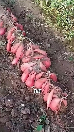 The Right Way to Plant Sweet Potatoes | Simple Technique for a Bigger Harvest