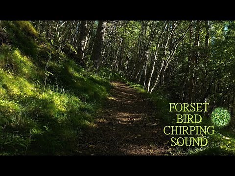 FORSET BIRD CHIRPING SOUND [relaxing with the perfect sound of nature bird singing]
