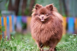 What Is A Chocolate Pomeranian (Brown Pom Info)