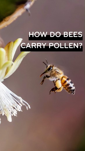 Have you ever seen bees wearing #pollenpants? 😍 Watch to learn how the females carry pollen back to their hive or nest! 🐝🌼💪 #pollinatorweek | Beesponsible