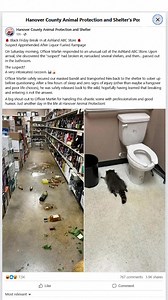 Un mapache fue encontrado “noqueado” en el baño de una licorería tras causar un desorden borracho. 🦝🍾 Oficiales de control animal en Ashland, Virginia, respondieron a este inusual llamado luego de que el travieso animal entrara al local… ¡rompiendo el techo! 😳🙈 | Telemundo PR