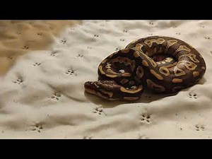 Krajta královská pro začínající chovatele