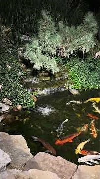 What Happens When You Light Up a Koi Pond?